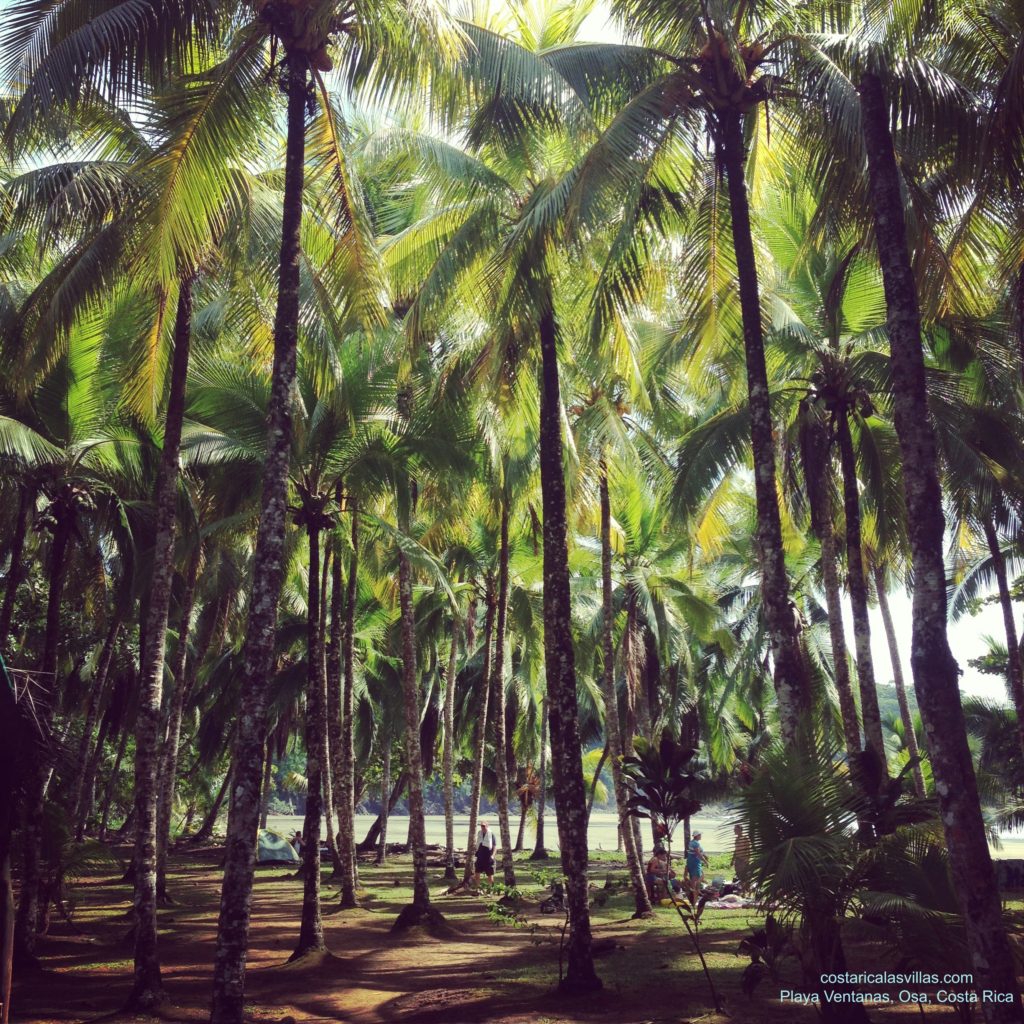 Playa Ventanas Palms